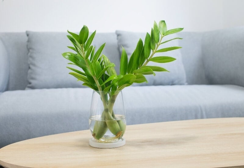 ZZ Plant (Zamioculcas Zamiifolia)