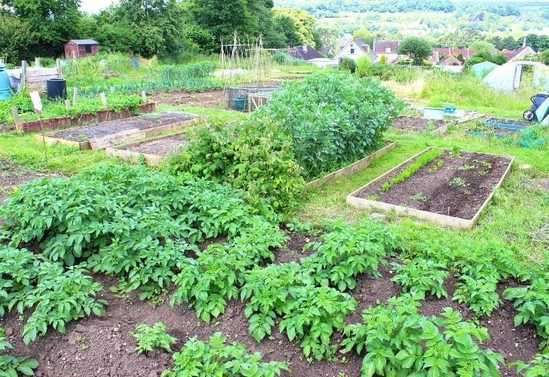 To plant a few potatoes in a raised bed with other vegetables: