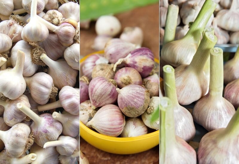 12 Types of Garlic for Your Garden