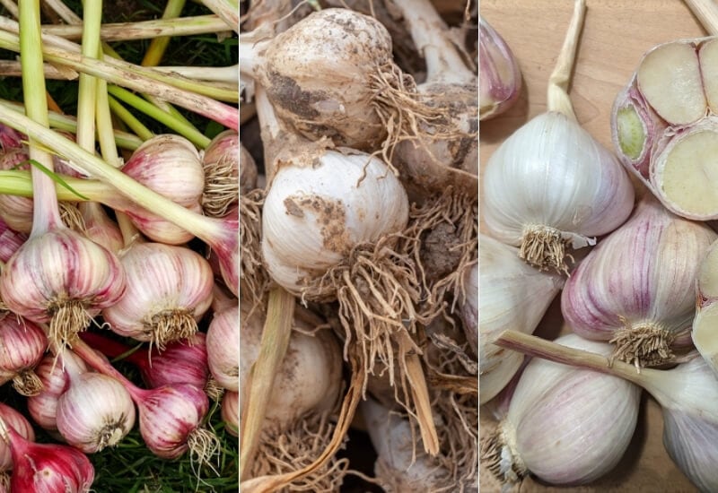 12 Types of Garlic You Can Grow in Your Vegetable Garden