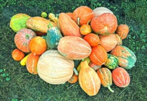 23 Different Types of Squash You Can Grow in Your Garden