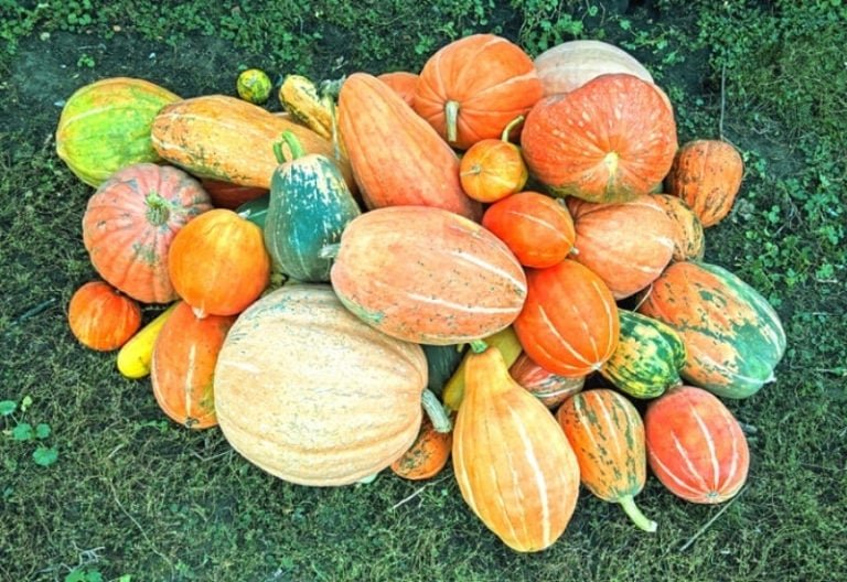 Types Of Squash: 23 Best Squash Varieties You Can Grow in Your Garden