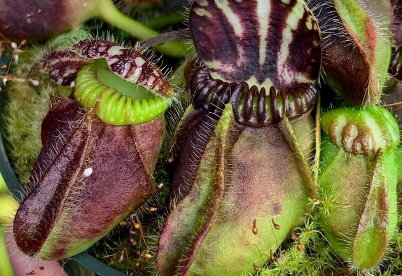 Albany pitcher plant