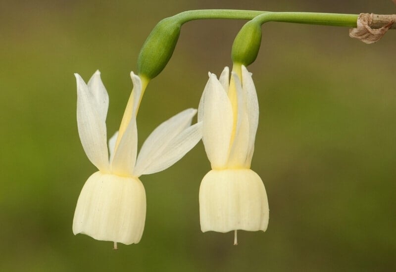 7.	Angel’s Tears Daffodil (Narcisssus triandrus)