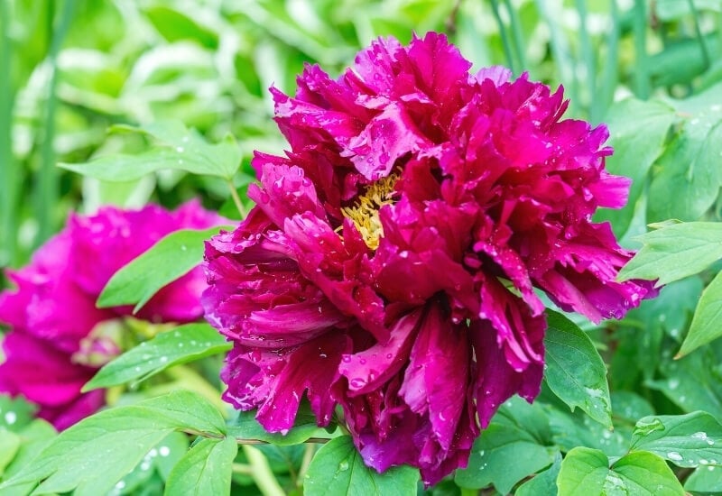 Bird of Rimpo’ Peony 9. ‘Bird of Rimpo’ Peony (Paeonia x suffruticosa ‘Bird of Rimpo’)