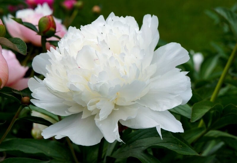 6.	‘Bowl of Cream’ Peony (Paeonia lactiflora ‘Bowl of Cream’)