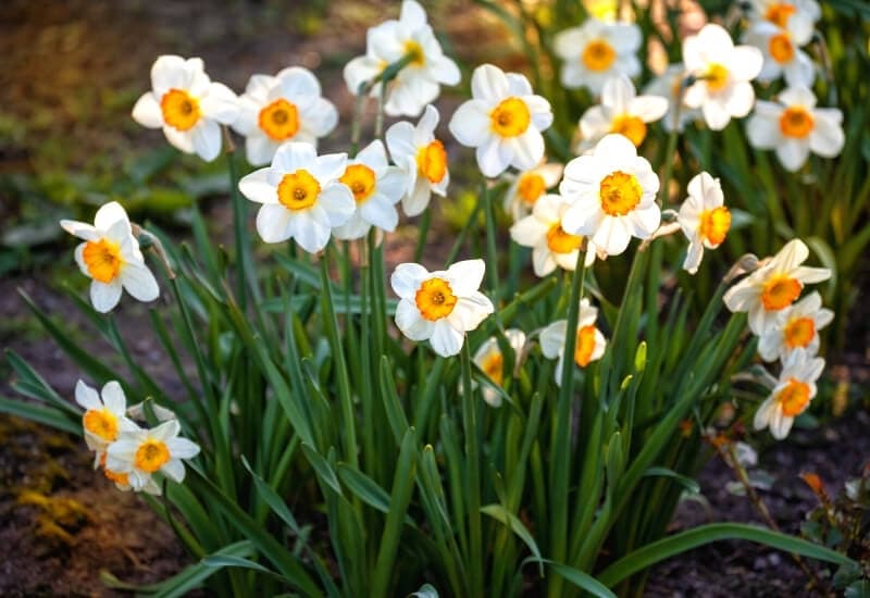 8.	Bunch Flowered Daffodils