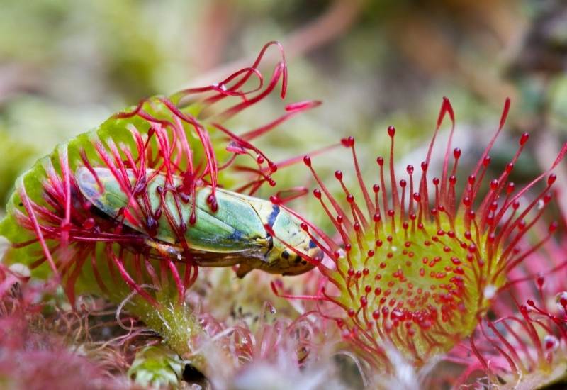 Carnivorous Plants That Eat Bugs