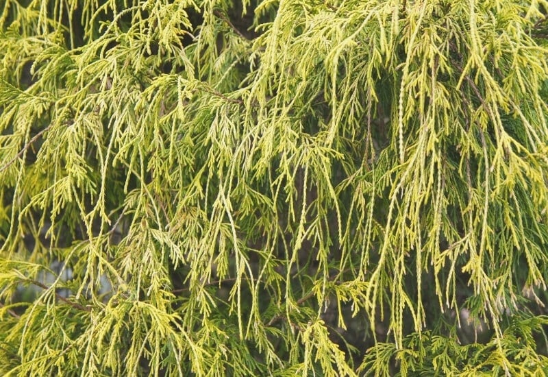 Chamaecyparis pisifera 'Golden Mop' (Japanese false cypress)