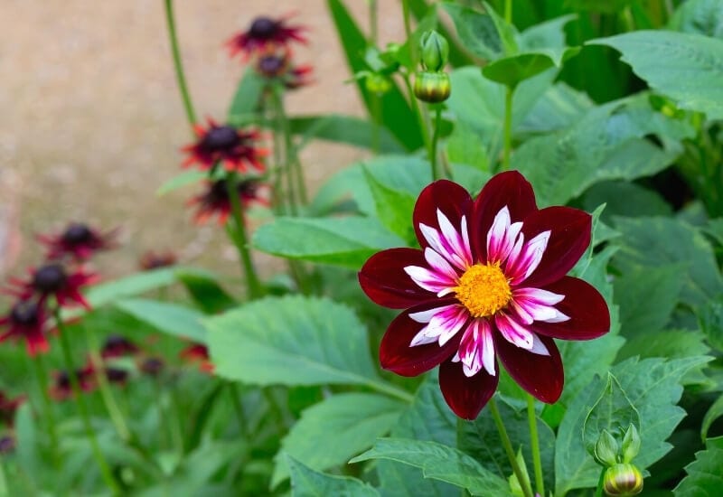 1.Collarette Dahlia ‘Night Butterfly’ (Dahlia ‘Night Butterfly’)