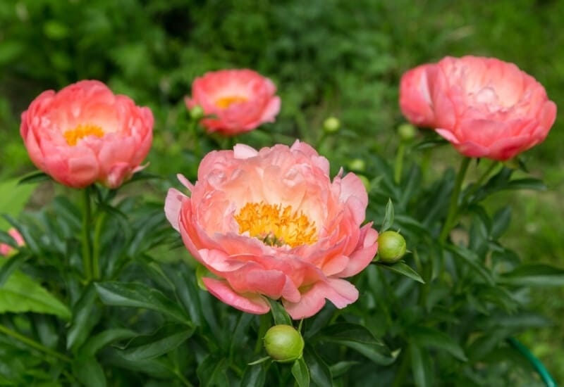 2.	‘Coral and Gold’ Peony (Paeonia ‘Coral and Gold’)