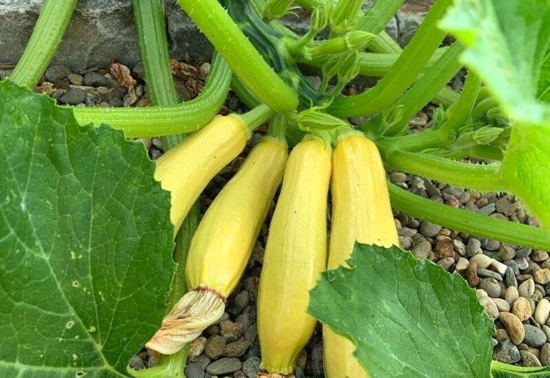 Types Of Squash 23 Best Squash Varieties To Grow in Gardens