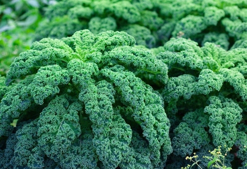 Curly Kale 