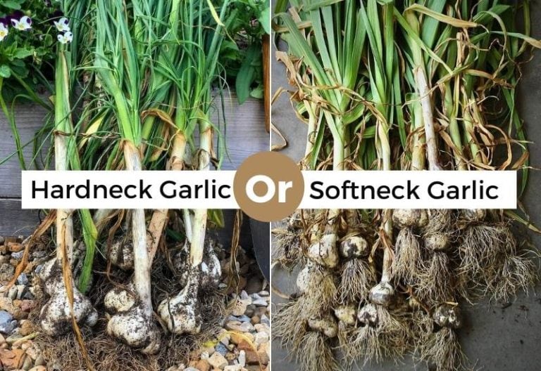 What’s The Difference Between Hardneck Garlic And Softneck Garlic?