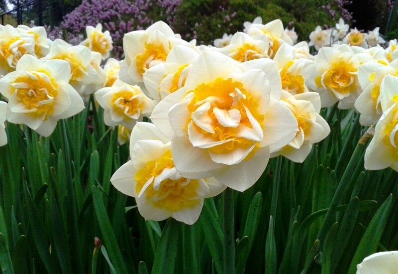 5.	Double Daffodils