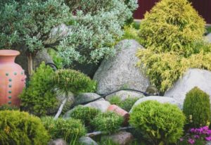 Dwarf Evergreen Shrubs For Small Gardens And Landscapes