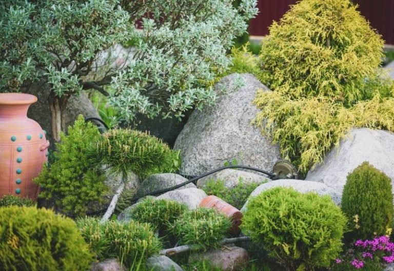 15 Dwarf Evergreen Shrubs For Small Gardens And Landscapes