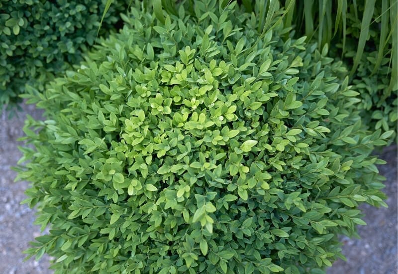 Buxus 'Green Velvet' (boxwood)