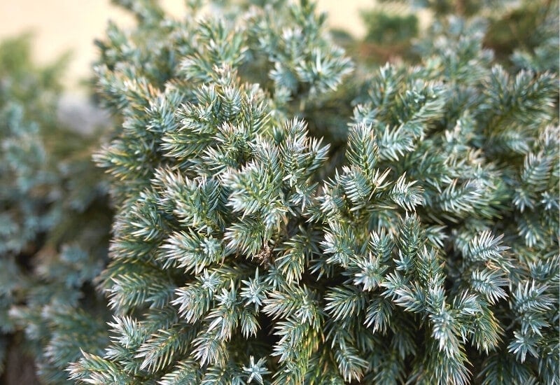 Juniperus squamata 'Blue Star' (singleseed juniper)