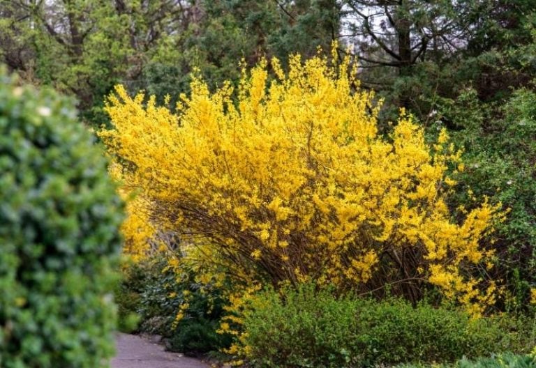 10 Most Spectacular Forsythia Bush Varieties to Paint Your Garden Golden