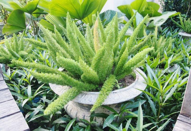 Foxtail fern indoor plant