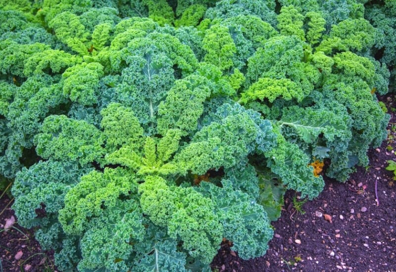 Try Growing Kale This Year