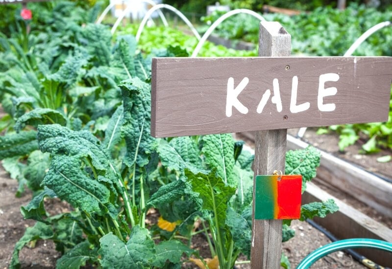 Why You Should Grow Kale in Your Garden