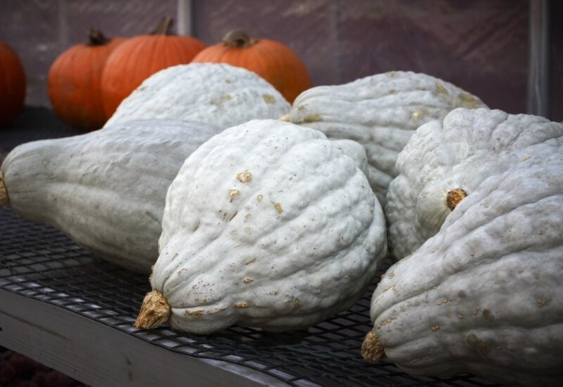 Types Of Squash 23 Best Squash Varieties To Grow in Gardens