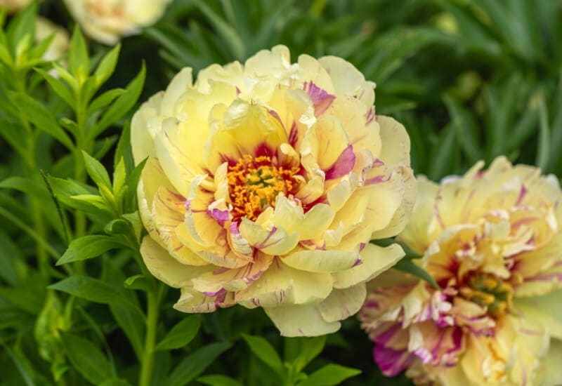 Itoh Peonies