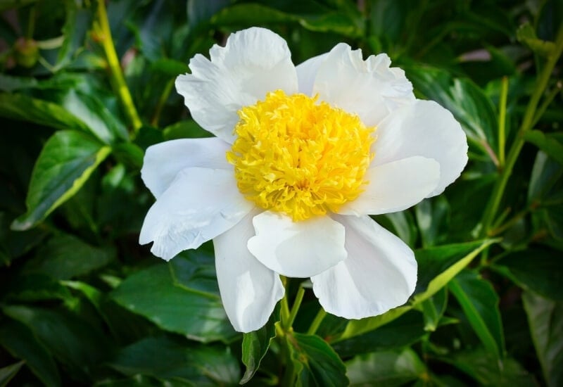 5.	‘Krinkled White’ Peony (Paeonia lactiflora ‘Krinkled White’)