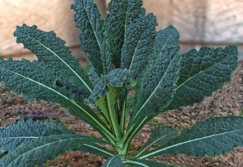 Lacinato (Dinosaur) Kale