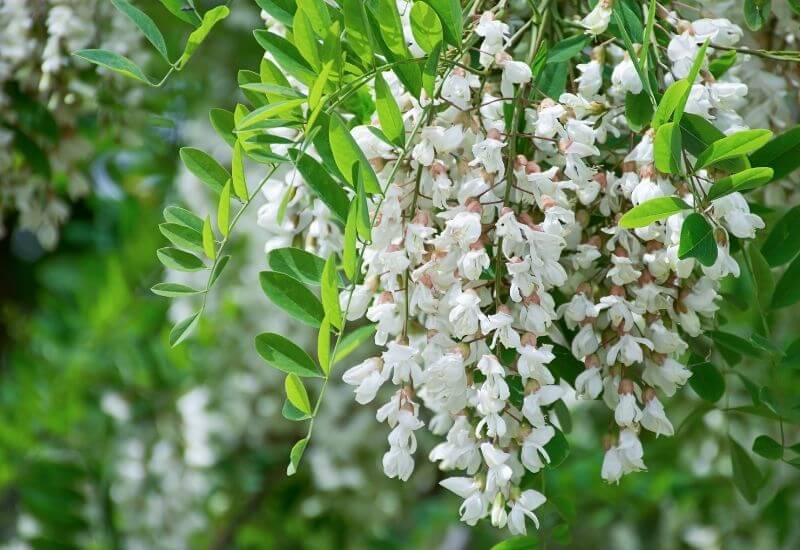 Locust Trees 9 Best Varieties With Picture & Identification Guide