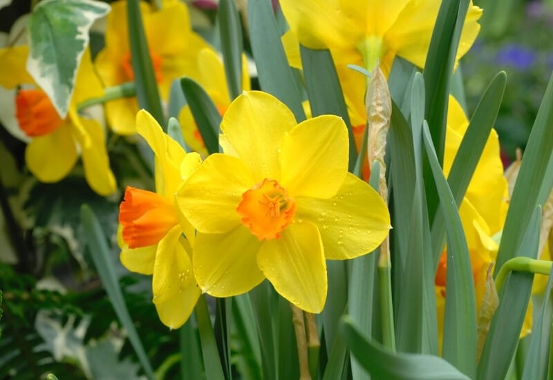 2.	Long Cup or Trumpet Daffodils