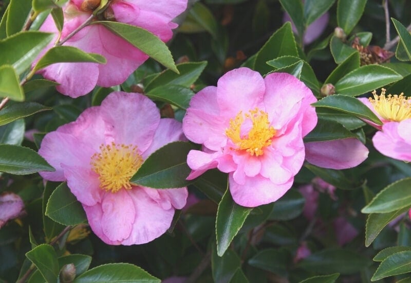 Peony Flower Shape Categories