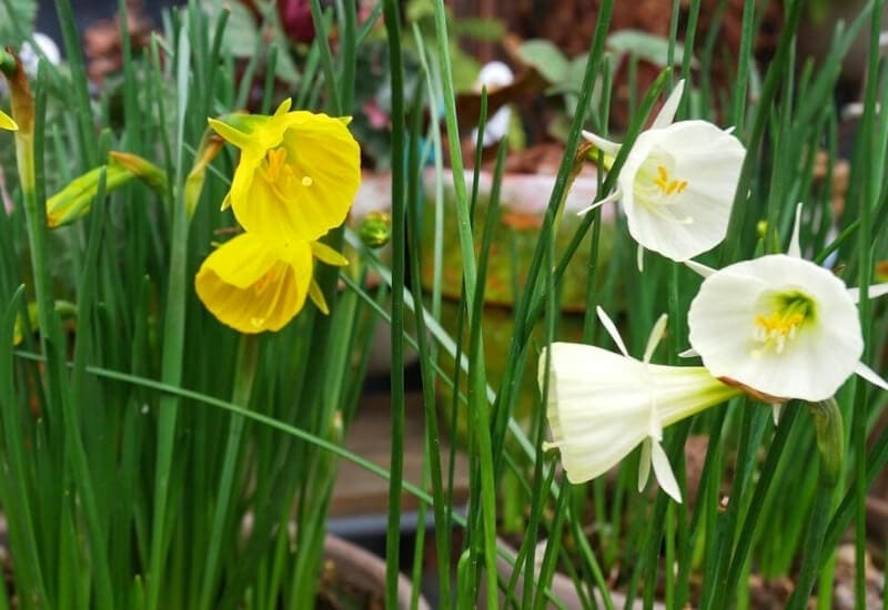 6.	Petticoat Daffodils (Narcissus bulbocodium)