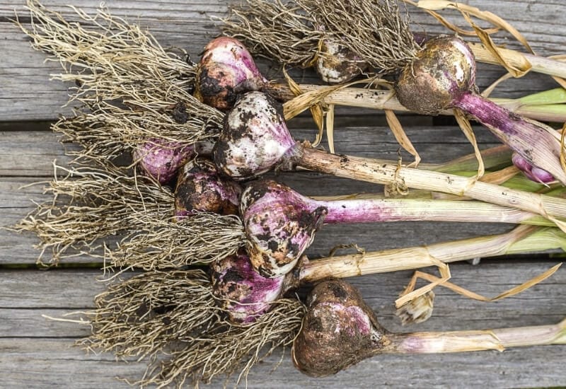 Picking the Right Types of Garlic
