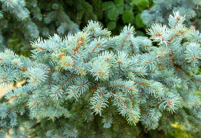 Pinus mugo 'Aurea' (dwarf mugo pine)