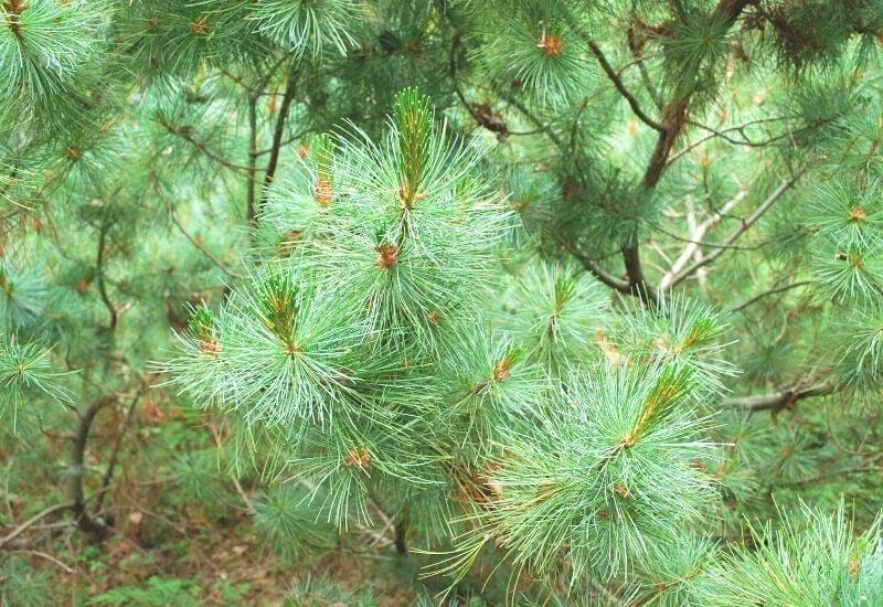 Pinus mugo 'Aurea' (dwarf mugo pine)