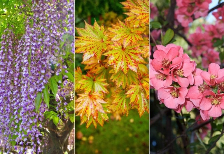 12 Traditional Japanese Garden Plants & Flowers Gardening Chores