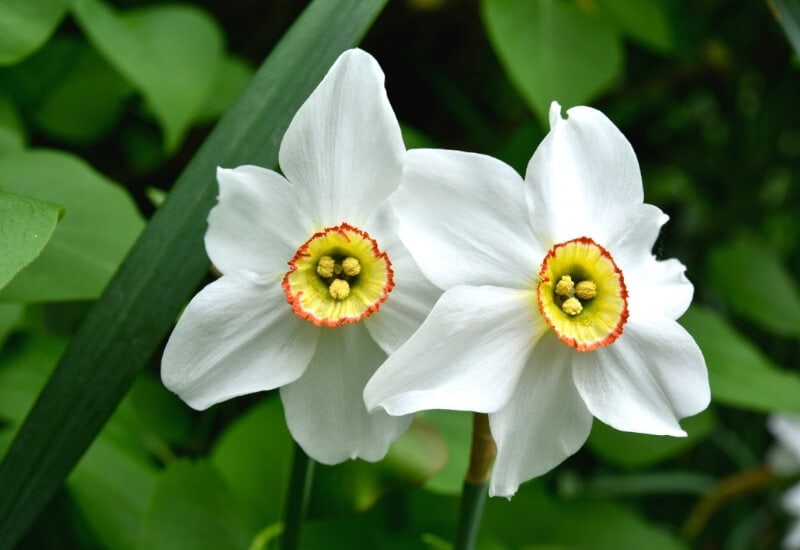 1.	Poet’s Daffodil (Narcissus poeticus)
