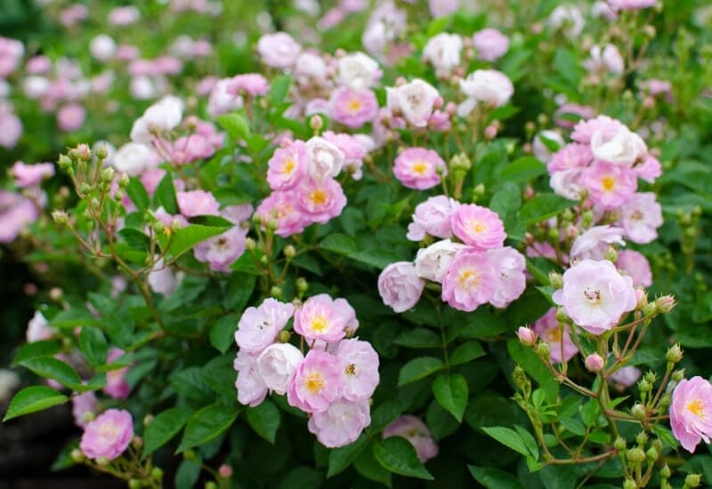Polyantha Roses