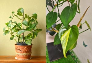 Pothos Vs Philodendron: Knowing the Difference