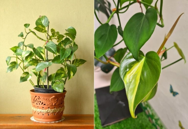Is It a Pothos or a Philodendron? How to Tell the Difference