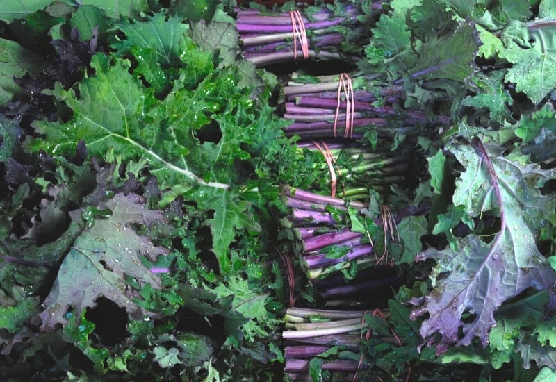 If you've never tried to grow kale or other leafy greens in your garden, this is the year to consider growing different types of kale. Kale is full of rich vitamins and nutrients, and it's one of the most versatile green. You can juice the leaves, eat them fresh in salads, braise with meat, or toss them into a creamy dish over pasta.   Kale deserves a place in every garden. 