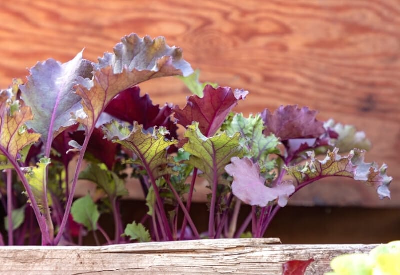 Red Russian Kale