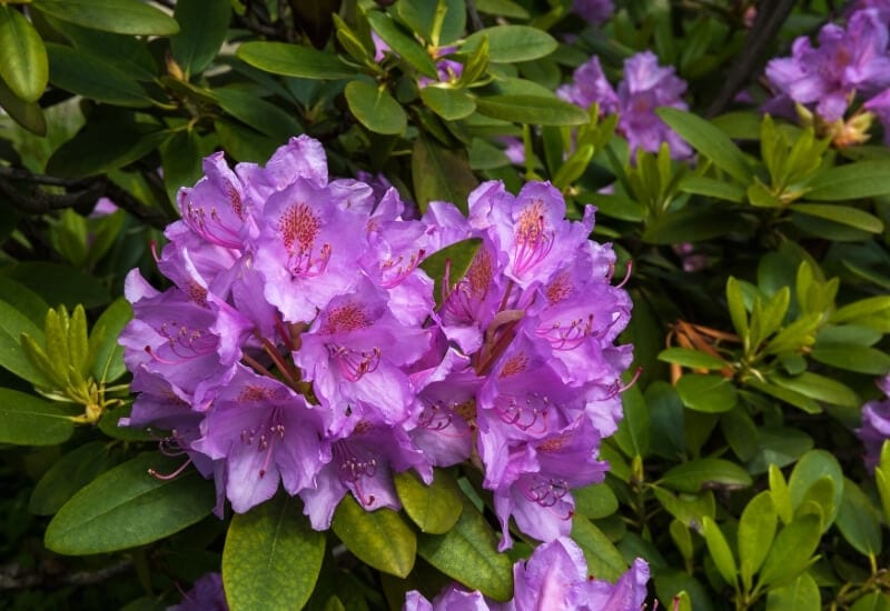 Rhododendron 'Robles' ENCORE AUTUMN LILAC (ENCORE azalea)