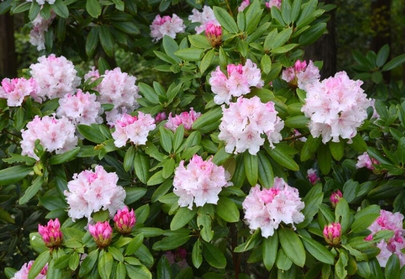 Rhododendron maximum 'Compacta' (compact rosebay rhododendron)