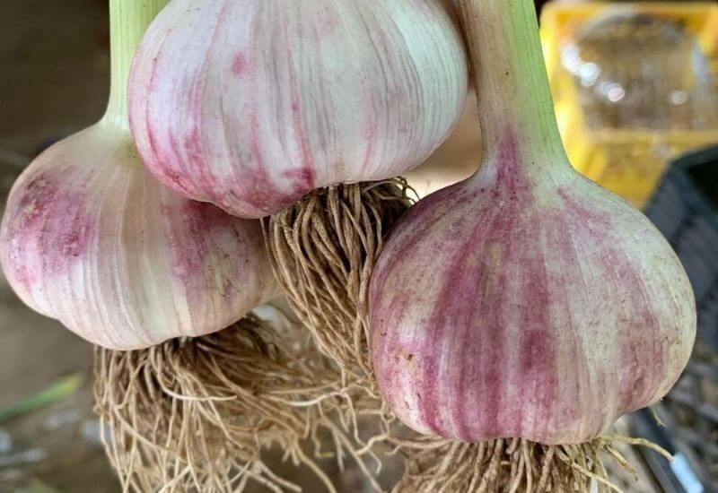 Rocambole Garlic