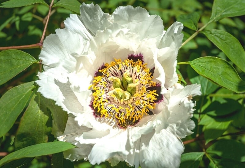 8.	Rock Peony (Paeonia rockii)