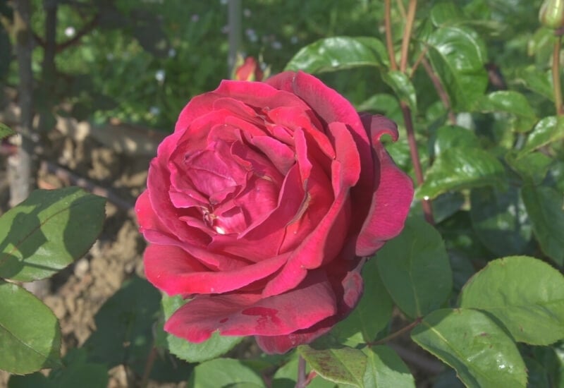 Rosa 'Dolly Parton' (hybrid tea rose)